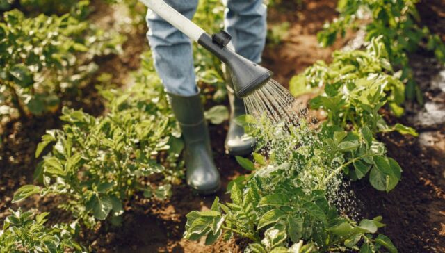 A person is watering plants in a garden.