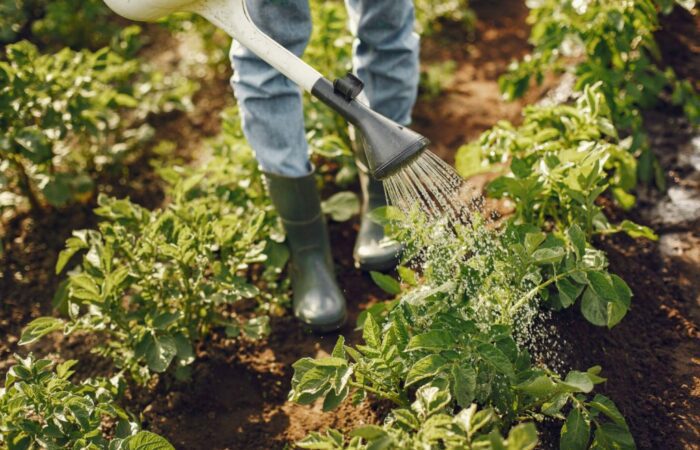 A person is watering plants in a garden.