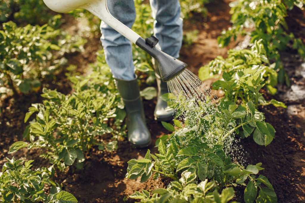 A person is watering plants in a garden.