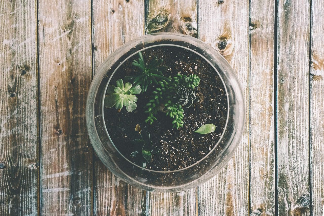 Terrarium Stock Image