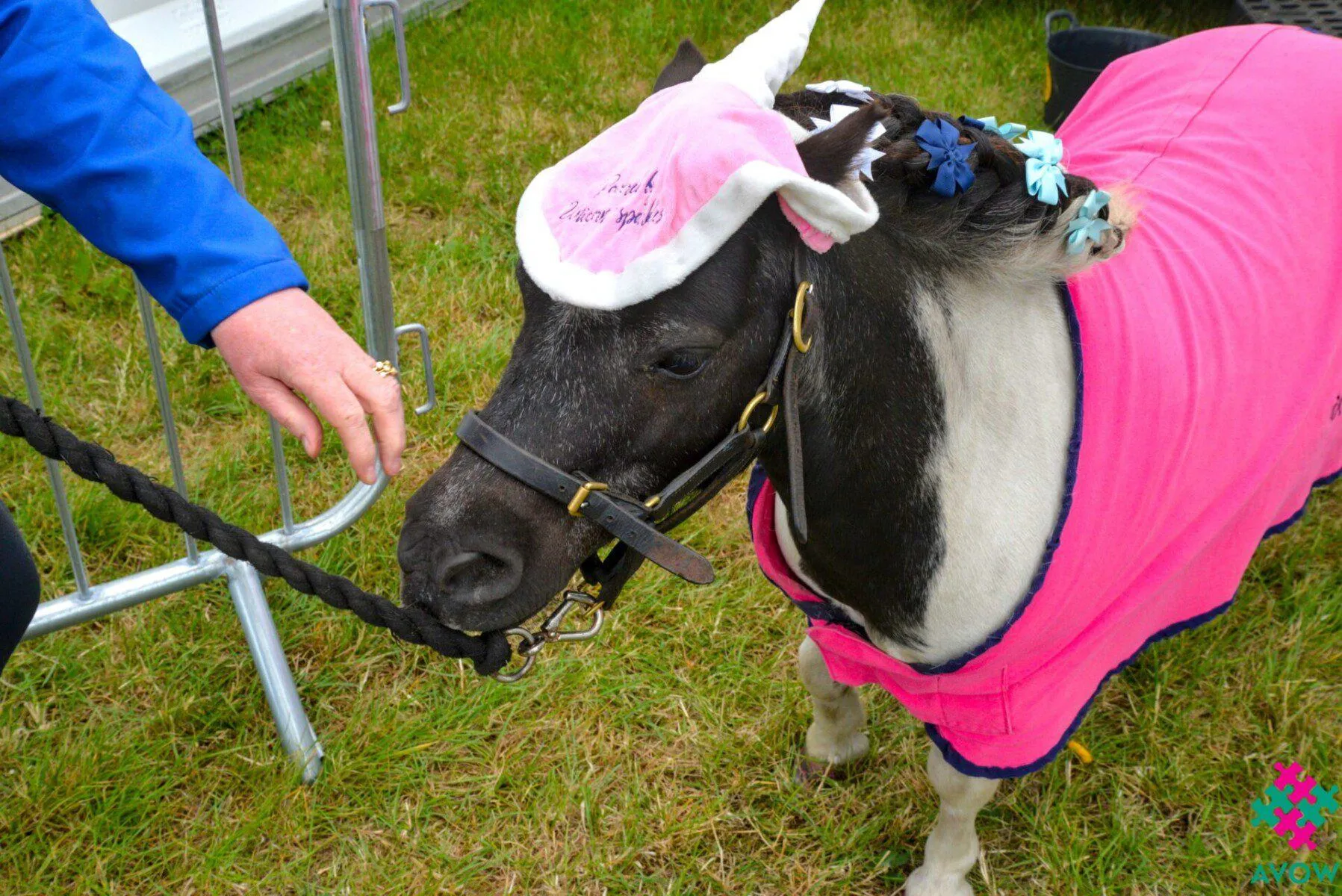 A pony from the Unicorn Project (Black)