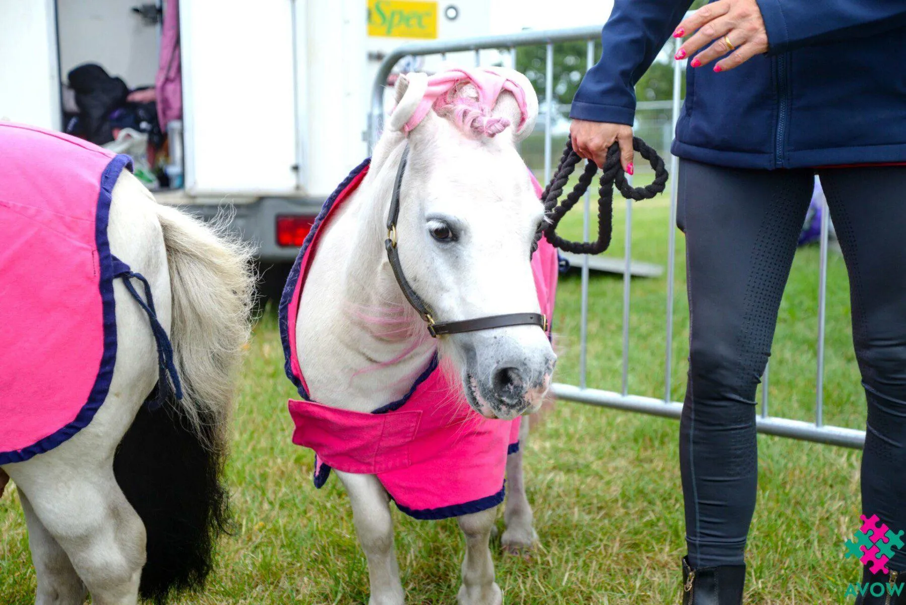 A pony from the Unicorn Project